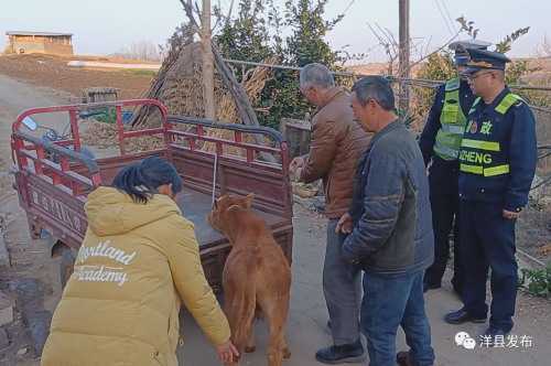 洋縣高速路段闖入一頭小牛犢，路管員及時驅趕化險