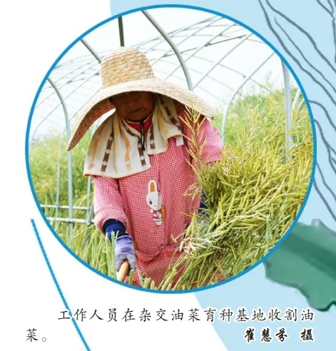 中國(guó)油菜的“漢中芯”！探尋背后硬核→