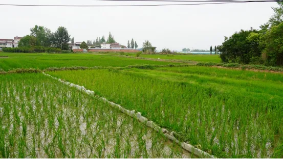 漢臺這個鎮(zhèn)搶夏收 促夏播 奮戰(zhàn)“三夏”正當時