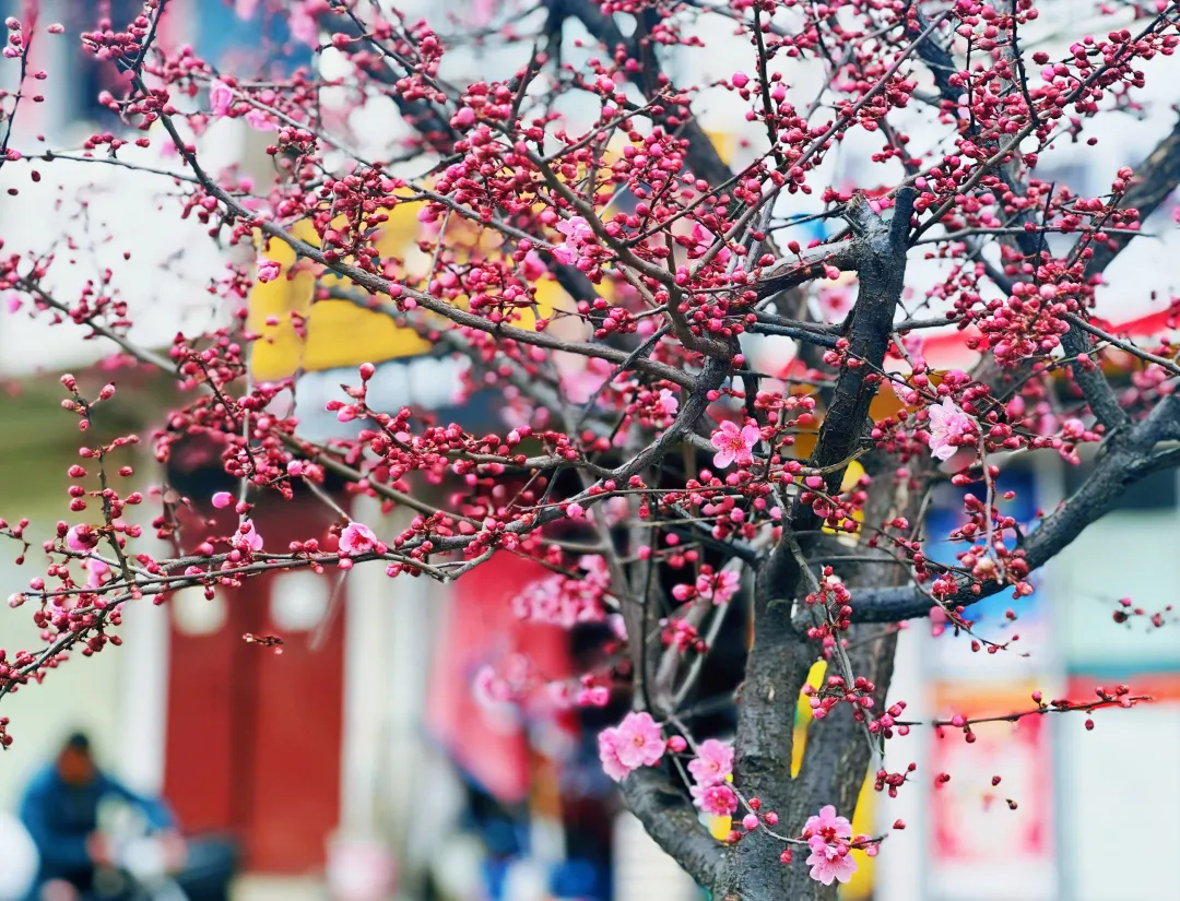 春日預(yù)報(bào)！漢臺(tái)街頭一大波花卉強(qiáng)勢(shì)來(lái)襲