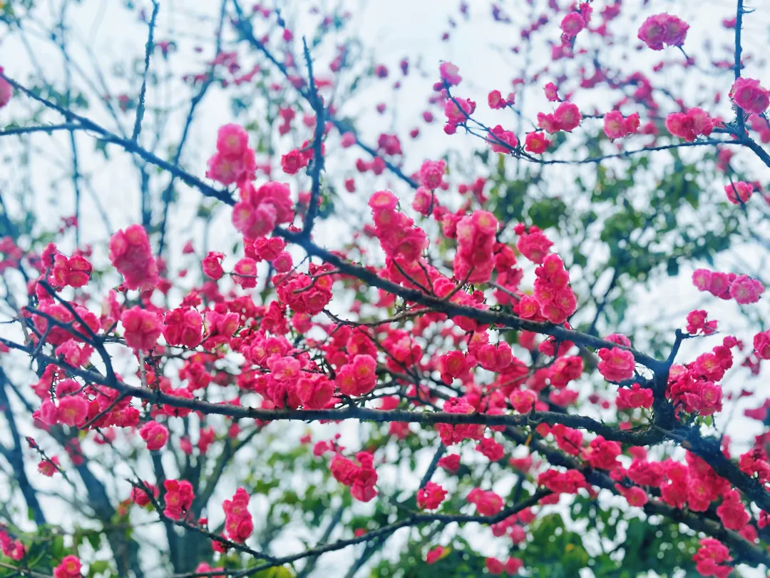春日預(yù)報(bào)！漢臺(tái)街頭一大波花卉強(qiáng)勢(shì)來(lái)襲