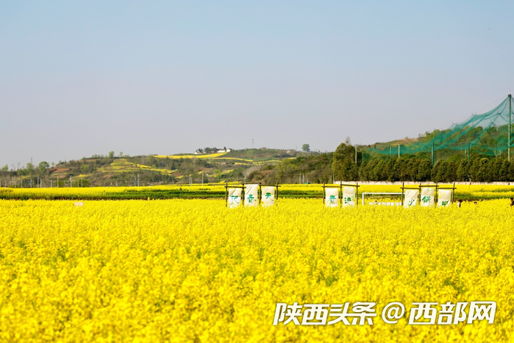 生態(tài)高顏值·發(fā)展高質(zhì)量｜油菜花、牡丹花、黑稻田 漢中洋縣有機產(chǎn)業(yè)有自己的“三原色”
