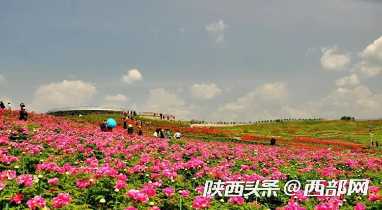 生態(tài)高顏值·發(fā)展高質(zhì)量｜油菜花、牡丹花、黑稻田 漢中洋縣有機產(chǎn)業(yè)有自己的“三原色”