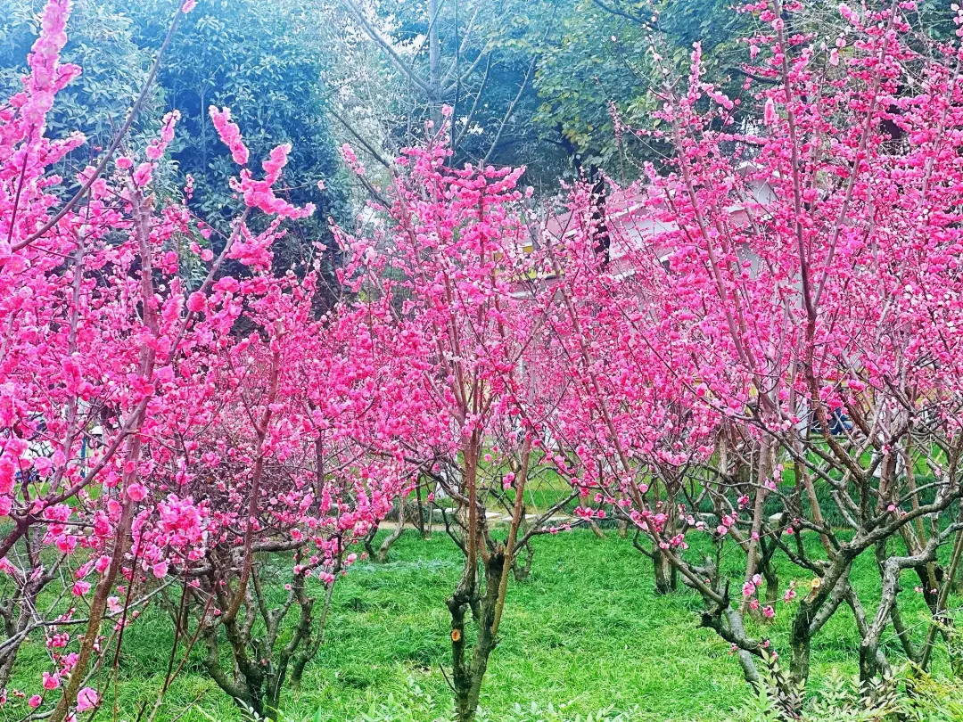 春日預(yù)報(bào)！漢臺(tái)街頭一大波花卉強(qiáng)勢(shì)來(lái)襲