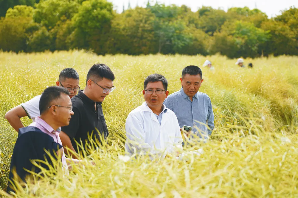 中國(guó)油菜的“漢中芯”！探尋背后硬核→