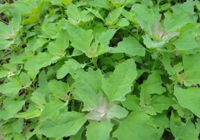 賞春花，吃春菜，把春天“吃進(jìn)肚子”