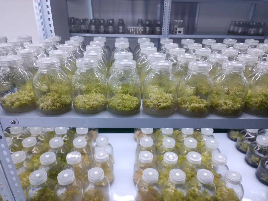 全省中藥材良種繁育基地！漢臺一企業(yè)入選！