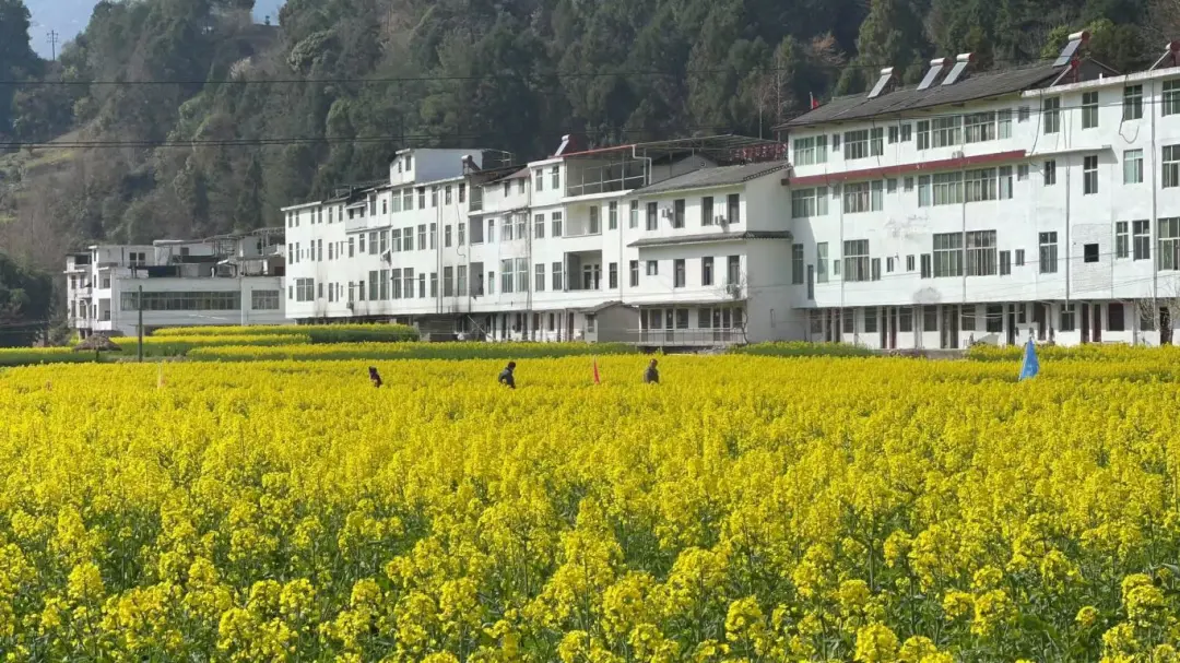 2025漢中鎮(zhèn)巴春日盛宴，解鎖油菜花海文旅新玩法！