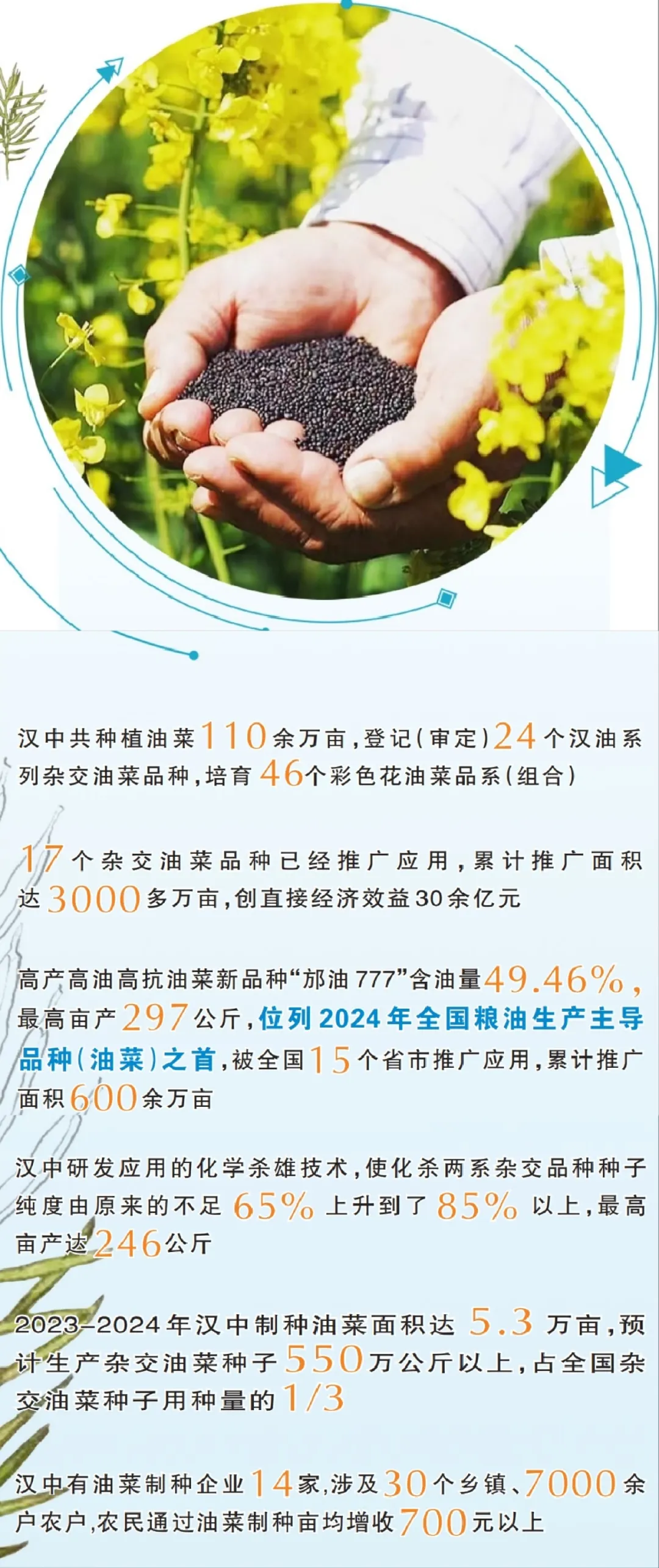 中國(guó)油菜的“漢中芯”！探尋背后硬核→