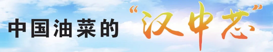 中國(guó)油菜的“漢中芯”！探尋背后硬核→