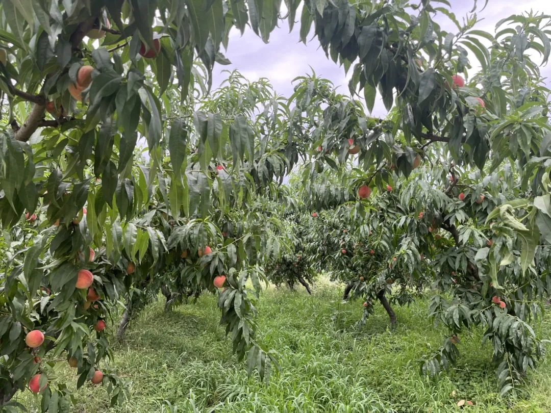 迷上土地里“淘金”！漢臺(tái)村支書(shū)的第二十一次“實(shí)驗(yàn)”→