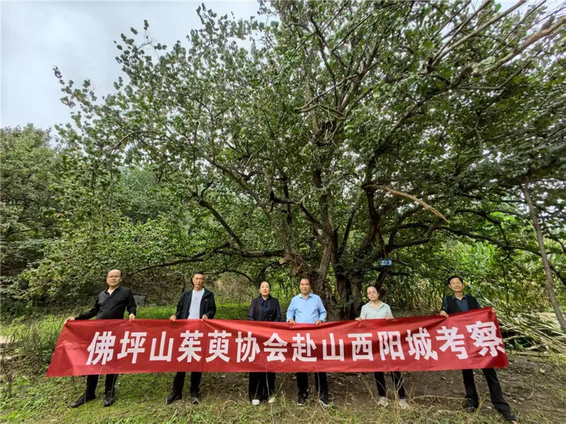 李茂武 | 更把茱萸仔細(xì)看——佛坪縣山茱萸協(xié)會(huì)赴山西陽(yáng)城交流記