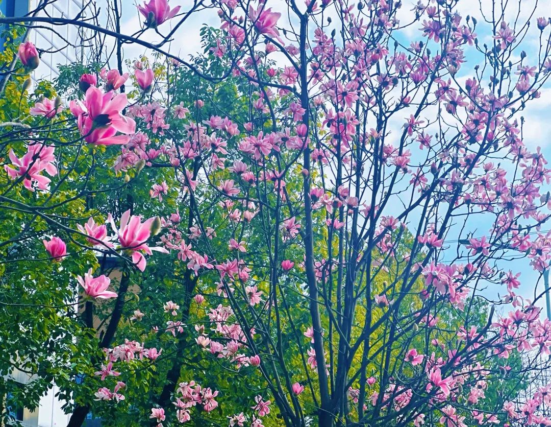 春日預(yù)報(bào)！漢臺(tái)街頭一大波花卉強(qiáng)勢(shì)來(lái)襲