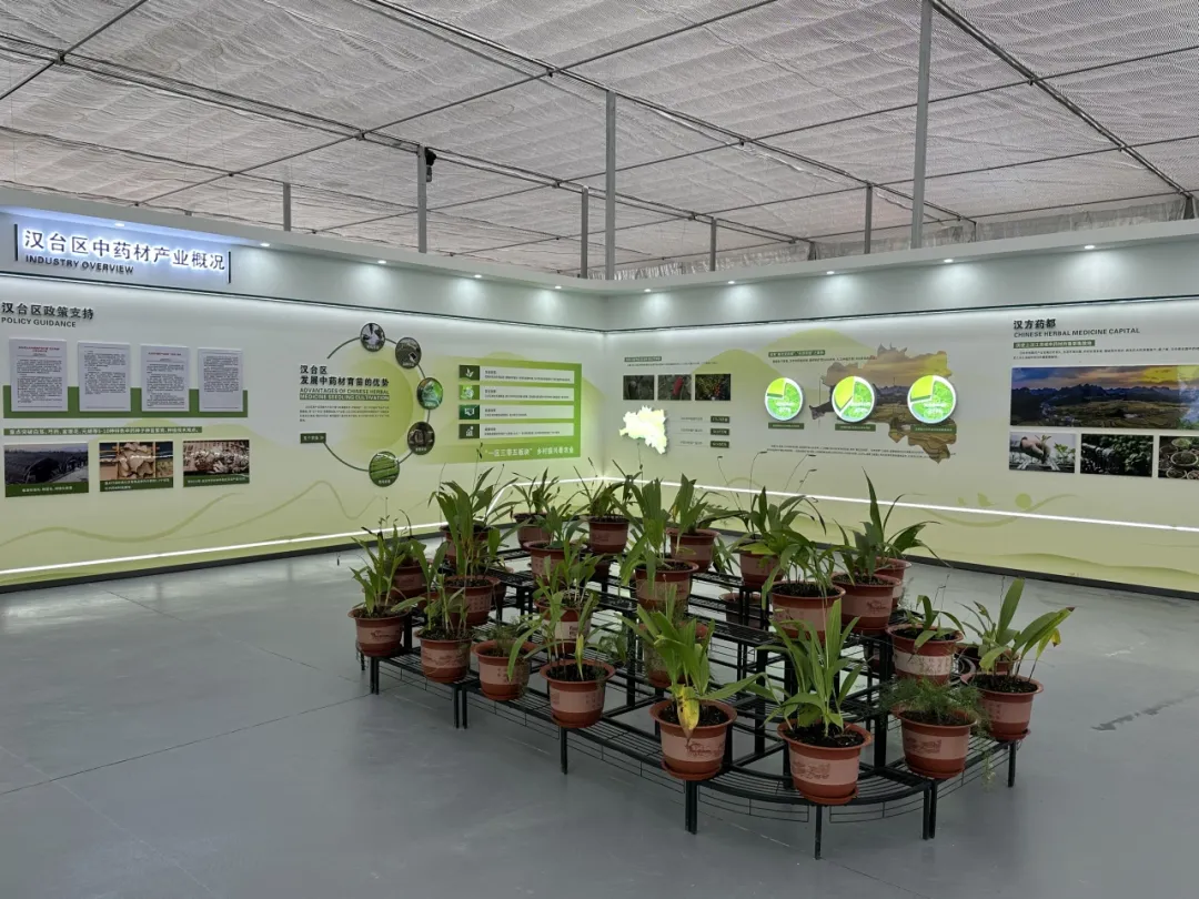 全省中藥材良種繁育基地！漢臺一企業(yè)入選！