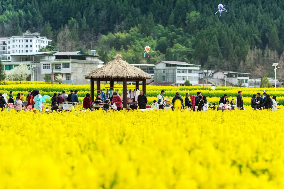 清明打卡黎壩，看《風(fēng)起巴山》，賞限定花海