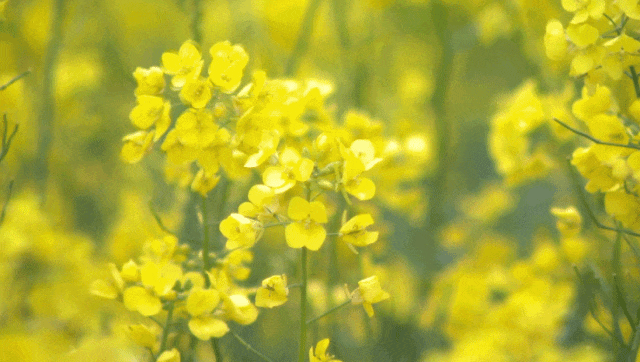 漢臺(tái)油菜花打破常規(guī)，“三色”組合，被驚艷到了！