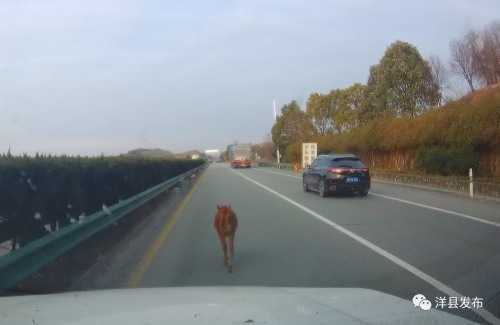 洋縣高速路段闖入一頭小牛犢，路管員及時驅趕化險