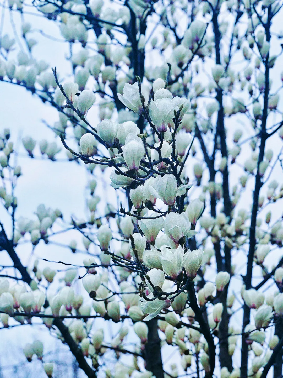 春日預(yù)報(bào)！漢臺(tái)街頭一大波花卉強(qiáng)勢(shì)來(lái)襲