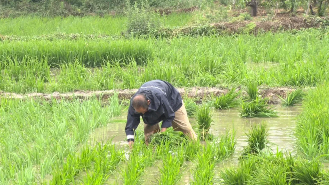 漢臺(tái)：“秧”不誤時(shí) “水”盡其用，科學(xué)守護(hù)“糧袋子”