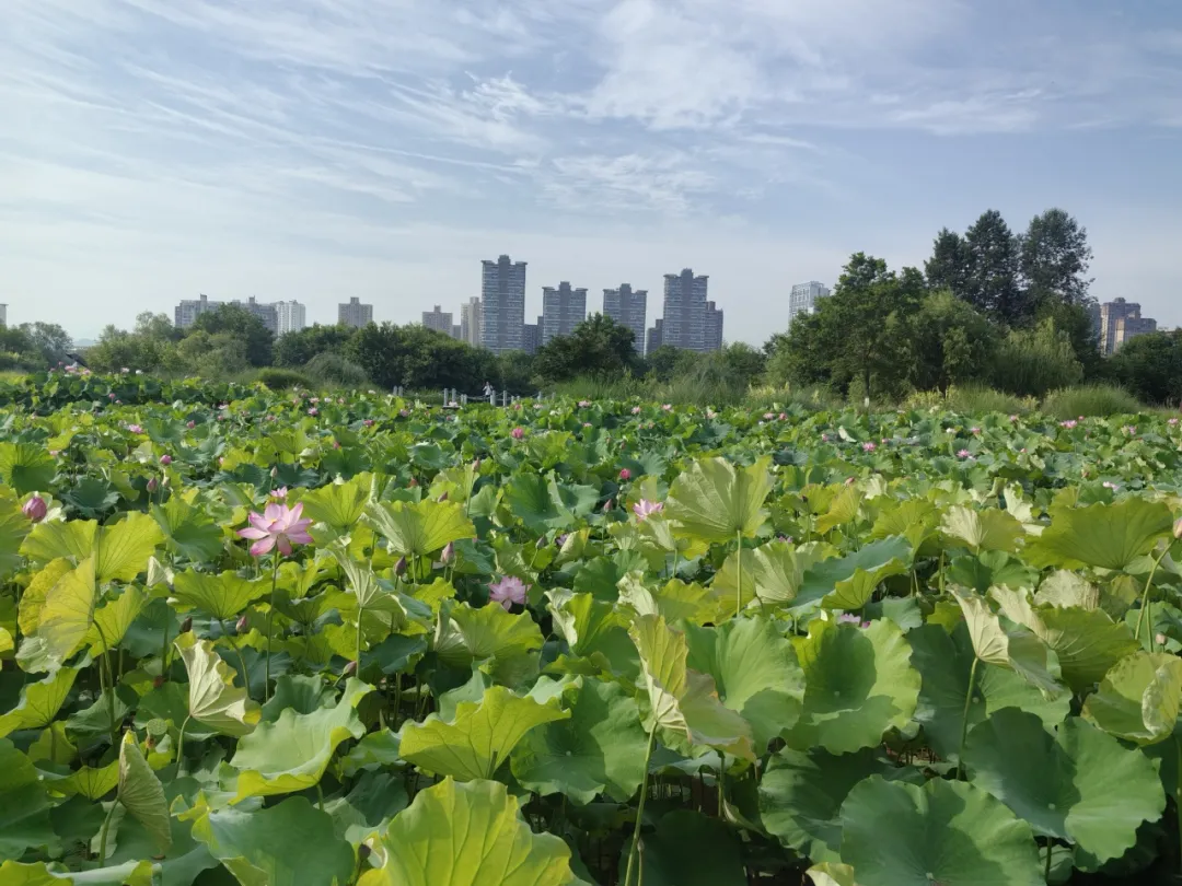 20多家中省媒體聚焦！重點關注漢中生態(tài)畫卷→