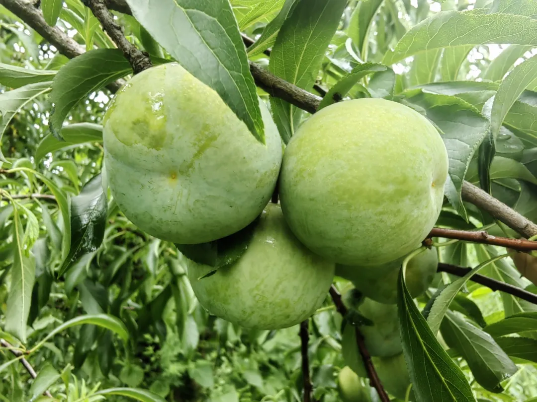 助農(nóng)促銷 | 又大又甜 漢臺(tái)區(qū)漢王鎮(zhèn)紅星村蜂糖李成熟啦！