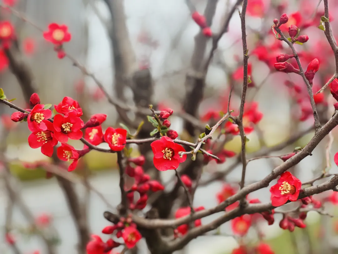 春日預(yù)報(bào)！漢臺(tái)街頭一大波花卉強(qiáng)勢(shì)來(lái)襲