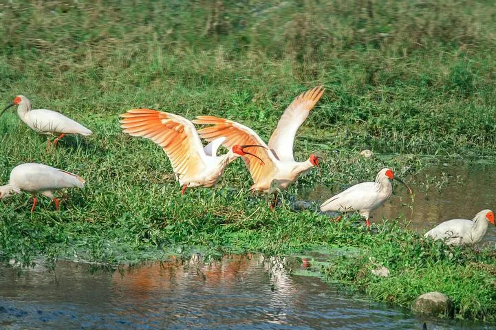 罕見！一對朱鹮夫婦養(yǎng)育“四胞胎”孩子