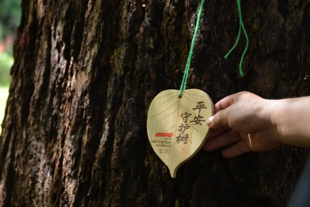 漢中545株古樹名木獲保險護航！單株最高保8萬元！