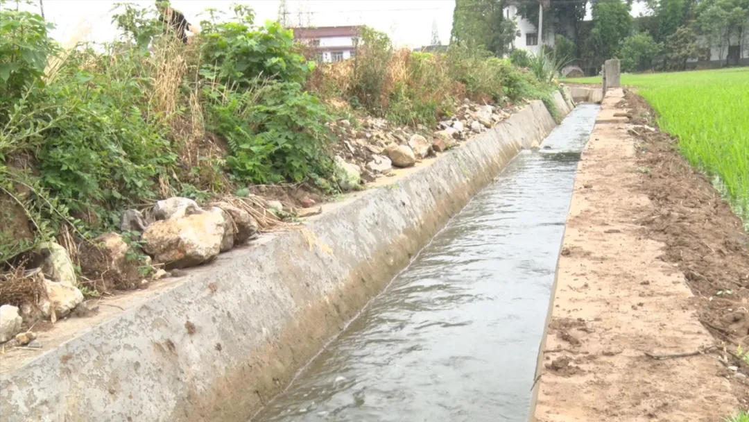 漢臺(tái)：“秧”不誤時(shí) “水”盡其用，科學(xué)守護(hù)“糧袋子”