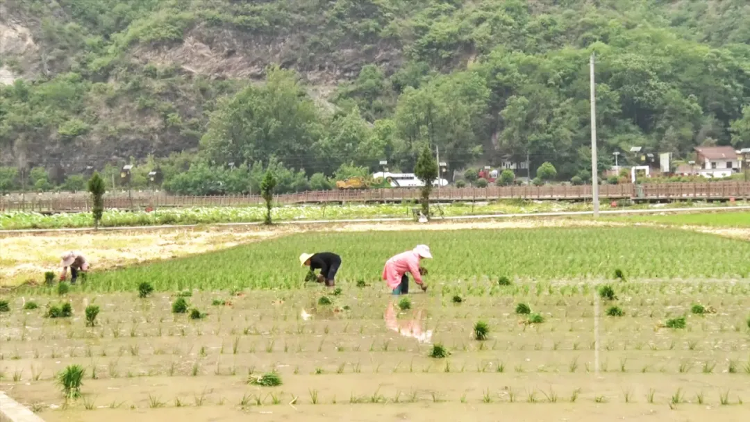 漢臺(tái)：“秧”不誤時(shí) “水”盡其用，科學(xué)守護(hù)“糧袋子”