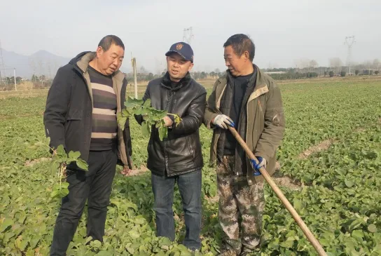漢臺(tái)：油菜小麥冬管忙 來年豐收有保障