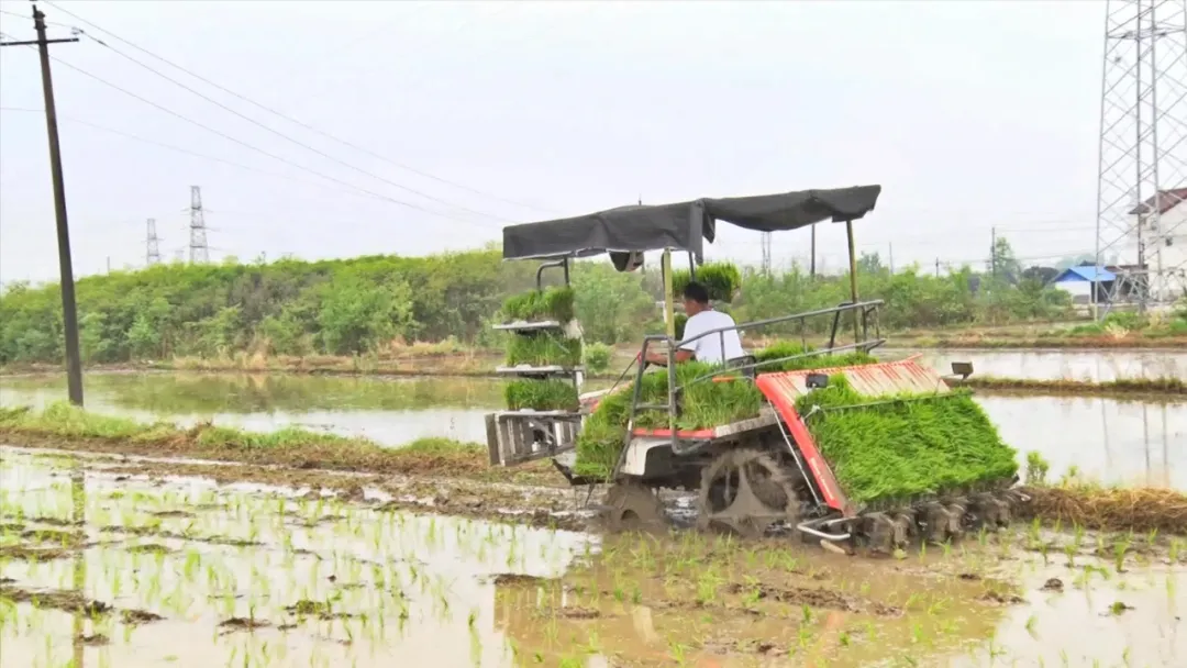 漢臺(tái)：“秧”不誤時(shí) “水”盡其用，科學(xué)守護(hù)“糧袋子”