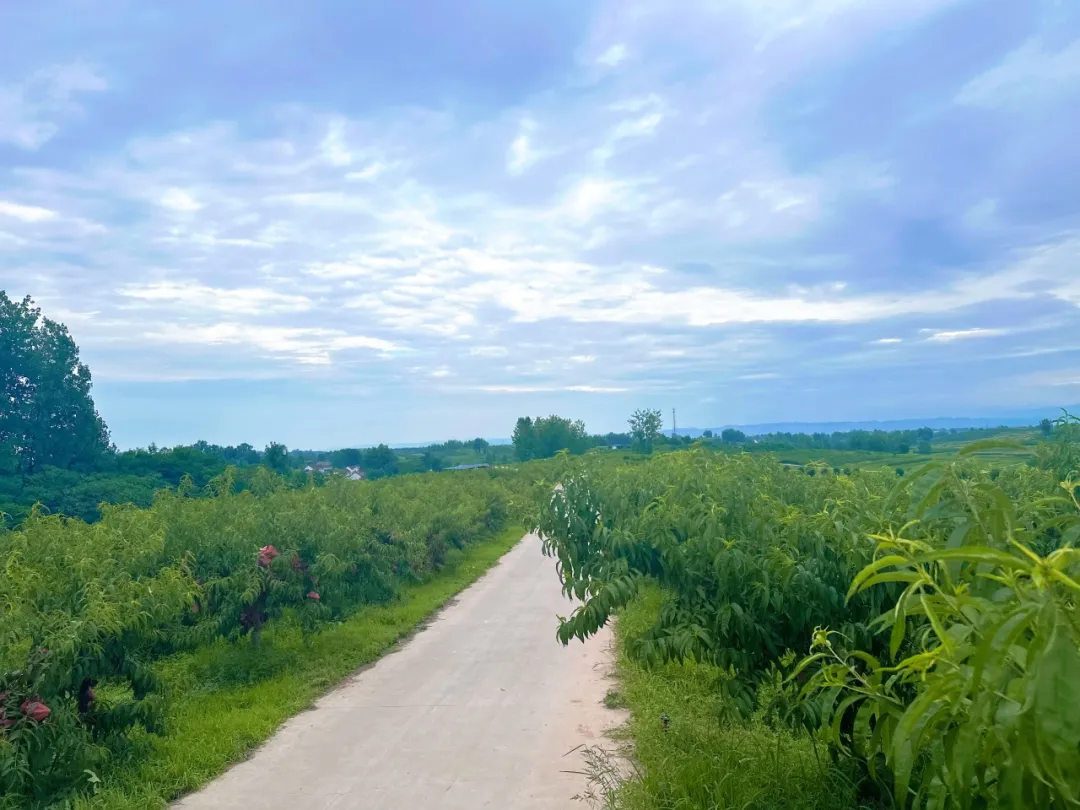 迷上土地里“淘金”！漢臺(tái)村支書(shū)的第二十一次“實(shí)驗(yàn)”→